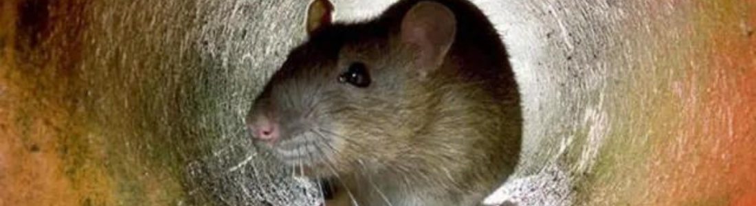 Desratização em São Paulo  24 HORAS